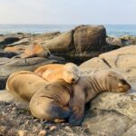 Date Night Itinerary: A Romantic Evening In La Jolla