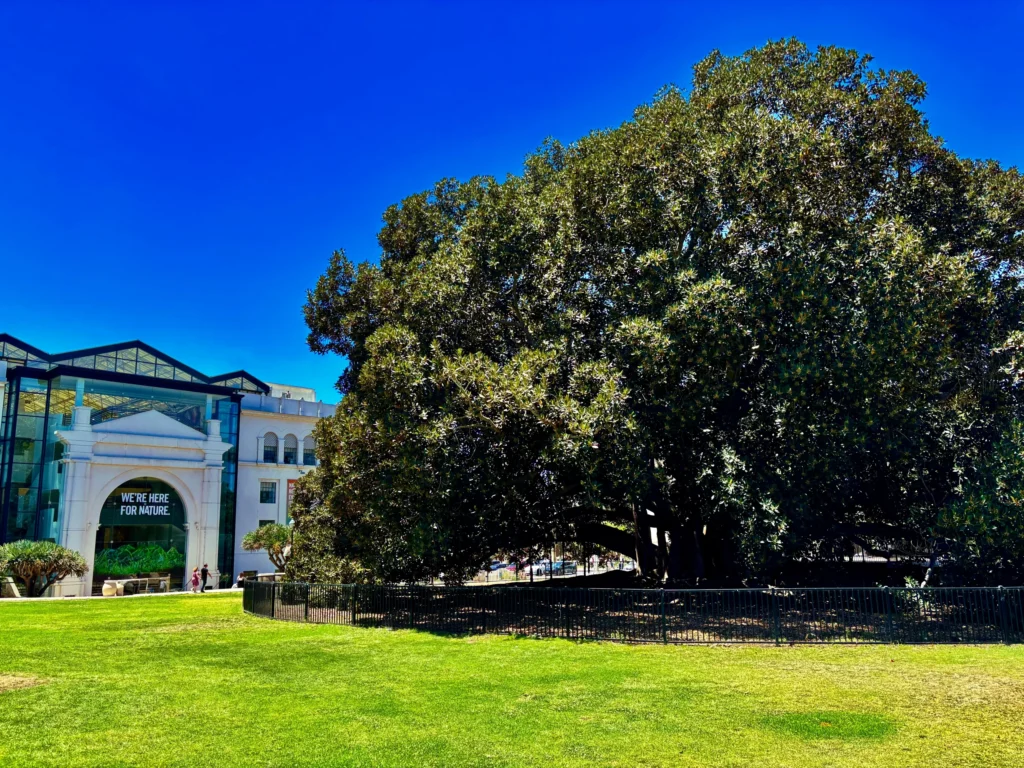 moreton bay fig tree