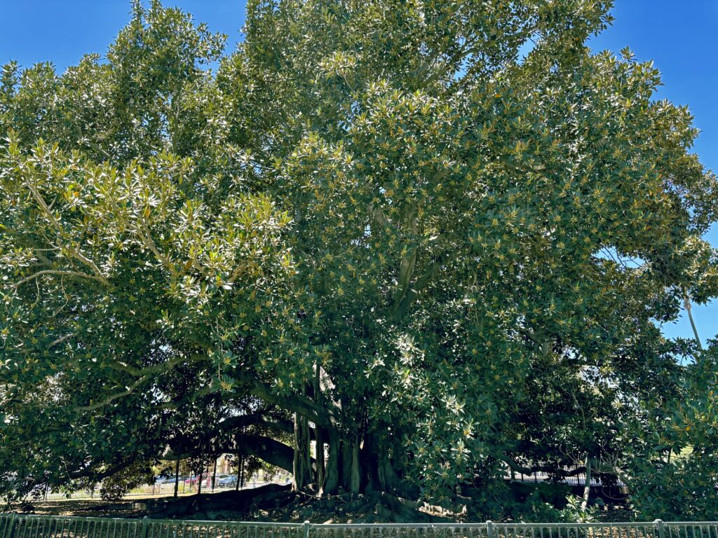 moreton bay fig tree
