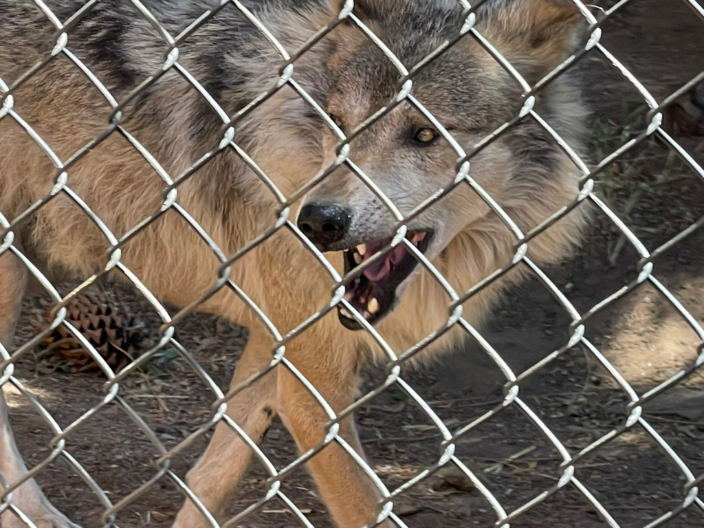 california wolf center