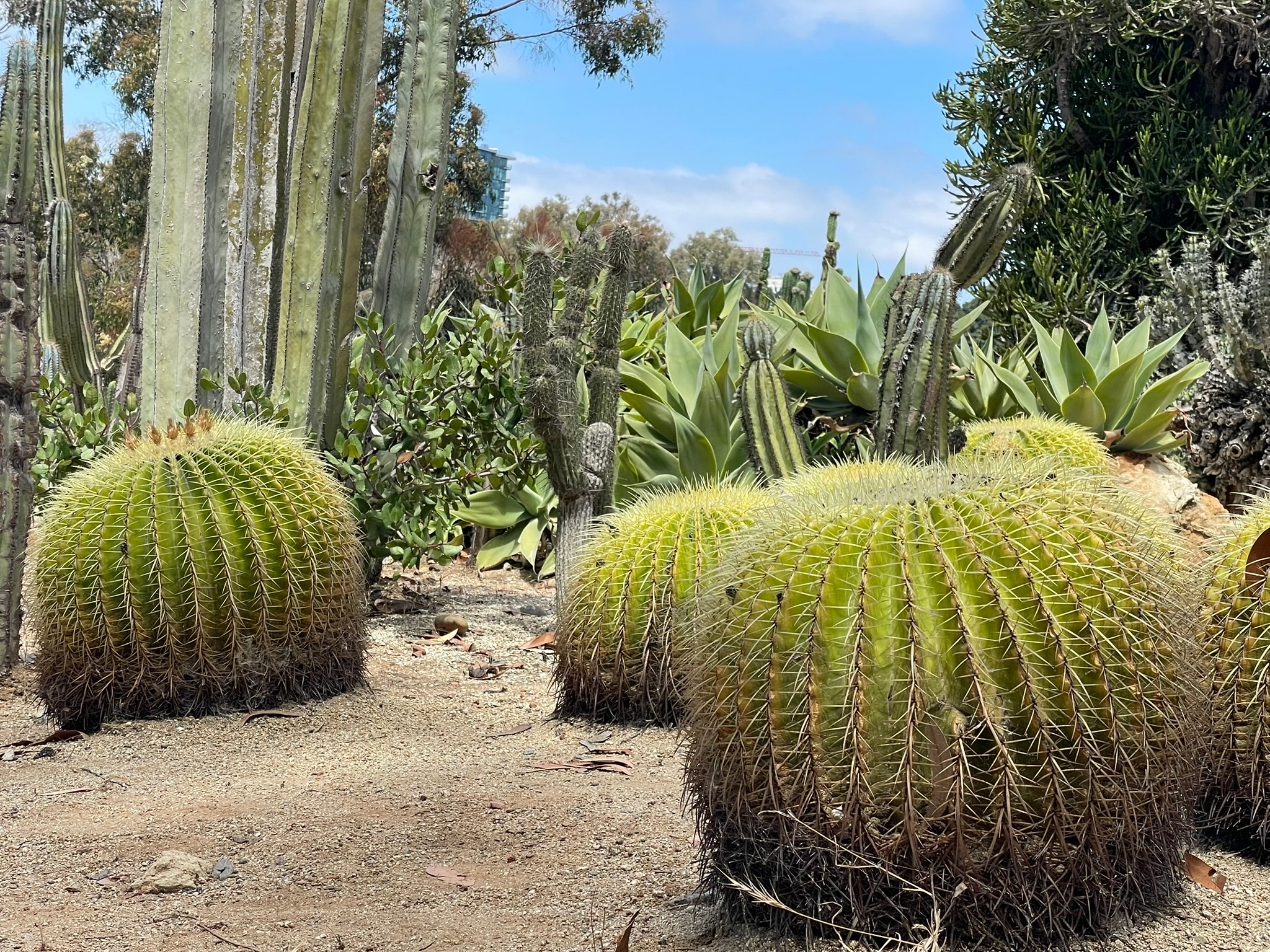 The Cactus Garden In Balboa Park