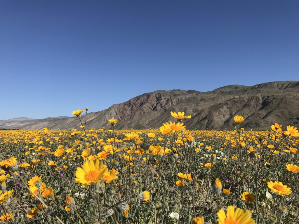 anza borrego wildflowers